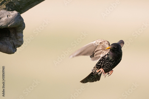 Spreeuw, Common Starling, Sturnus vulgaris photo