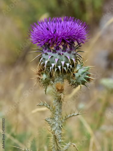 natural thorns  purple flowering thorn photos