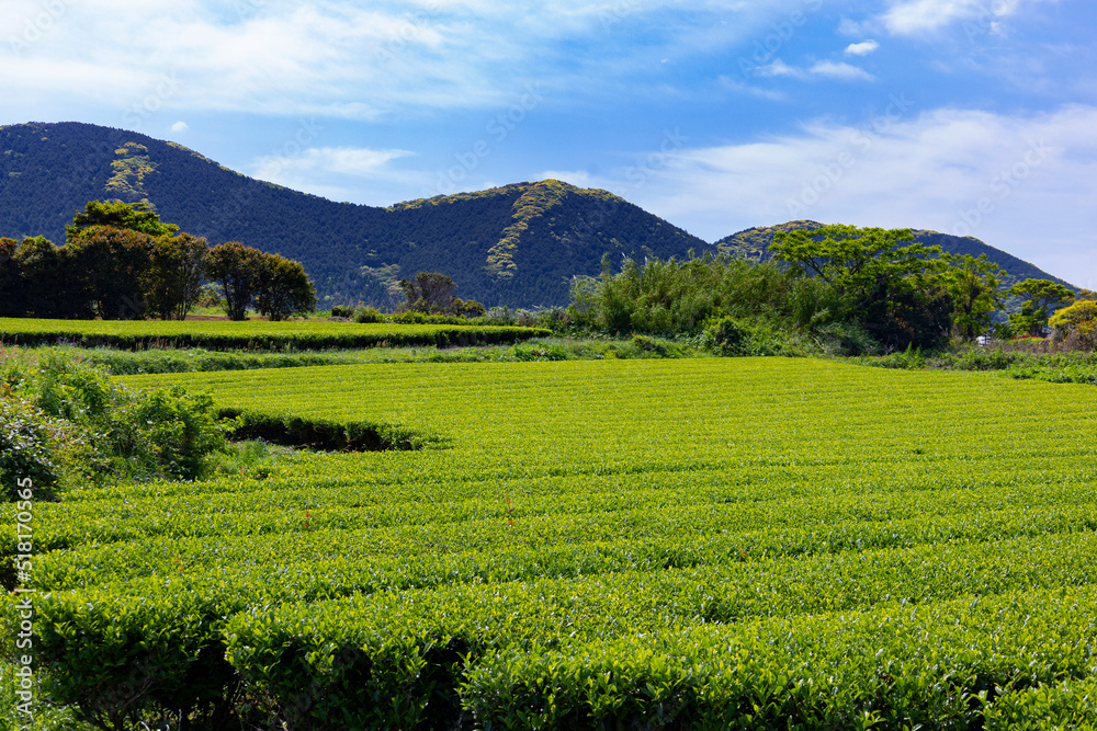 福江島　楠原周辺　茶畑の風景