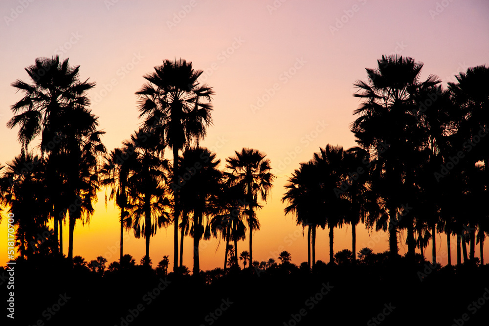 carnauba or carnaubeira - palmtree native to northeastern brazil carnauba or carnaubeira - palmtree native to northeastern brazil