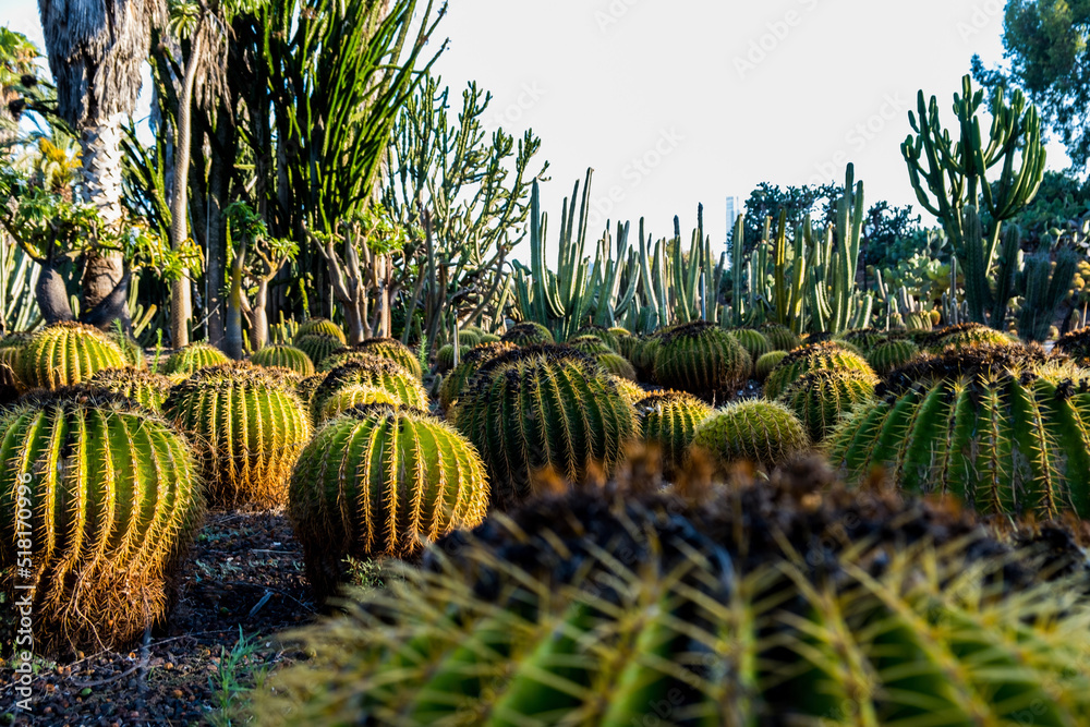 Fototapeta premium cactus in the desert