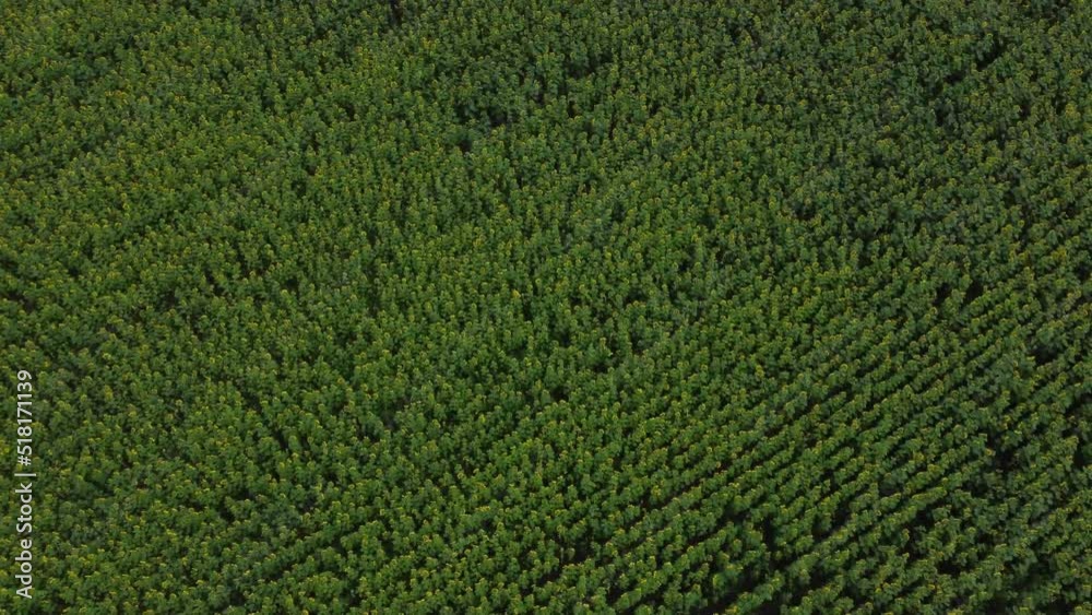 Aerial photography over a field of sunflowers. The concept of agriculture. High quality 4k footage Aerial photography over a field of sunflowers. The concept of agriculture. High quality 4k footage
