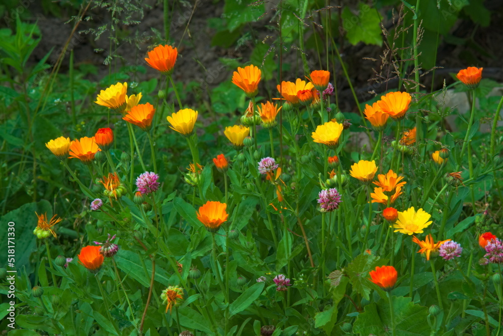 blooming and mature calendula and clover with blurred background