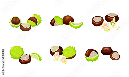 Chestnuts set. Edible chestnut, castanea sativa, with spiny shell and nuts vector illustration