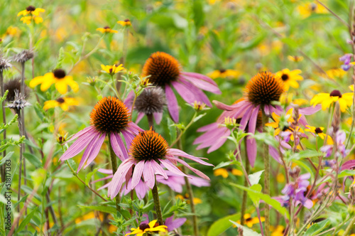Pink Coneflowers On The Prairie