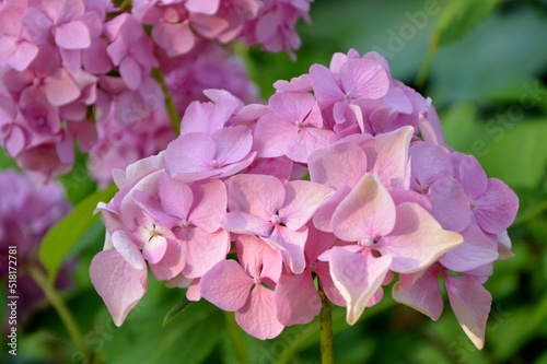 Amazing inflorence of pink hydrangea macrophylla in the summer garden close-up
 photo