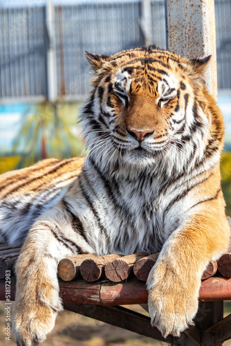 The Amur tiger. The Ussuri tiger. Panther tigris tigris. Panthera tigris altaica.