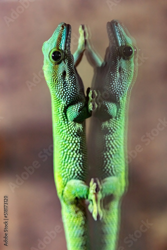 Madagascar day gecko. Green felsuma. Phelsuma madagascariensis.