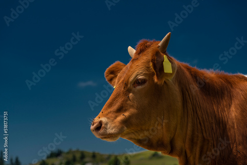 Clean color cow with blue sky background in Velika Planina mountains