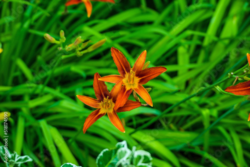 Принти на полотні Two red Kellogg flowers bloom on a green background in a natural environment