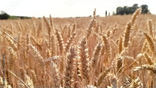 Organic farming with growing wheat production and harvesting grainfield in summer for agricultural grain crop and food production after drought and idyllic countryside farm with golden grain cereals