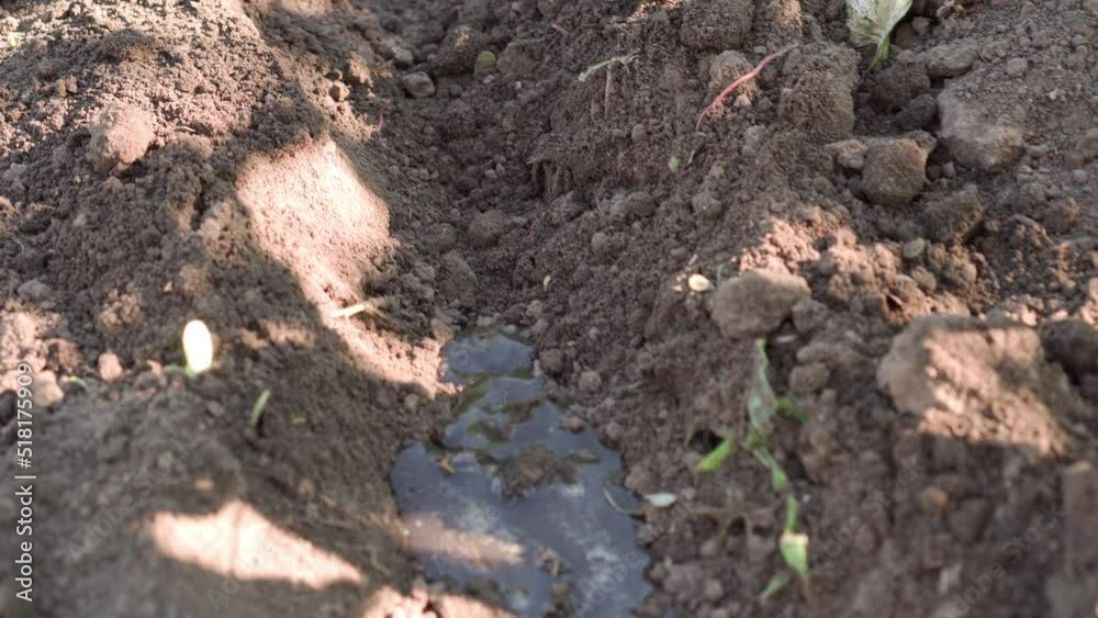 Stream of water runs through small channel for watering plants. Camera follows flow, slight shake at shallow depth of field. Stream of water runs through small channel for watering plants. Camera follows flow, slight shake at shallow depth of field.