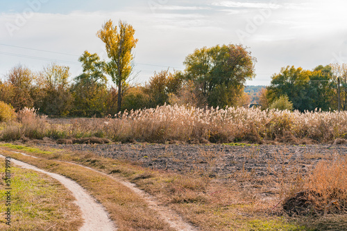 Sunny summer landscape with dirt rural road and field. Traveling through the countryside. Sunrise. Trip. Meadow. Bright. Nobody. Journey. No People. Warm. Warmth. Way. Woods. Grassy. Plain. Voyage