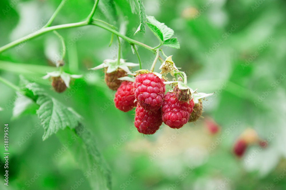 raspberry on a green bush. juicy red berry in the garden. the concept of growing raspberries. raspberry on a green bush. juicy red berry in the garden. the concept of growing raspberries.
