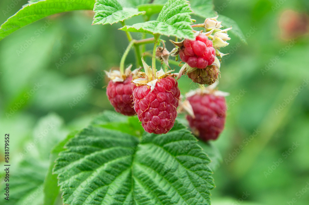raspberry on a green bush. juicy red berry in the garden. the concept of growing raspberries. raspberry on a green bush. juicy red berry in the garden. the concept of growing raspberries.