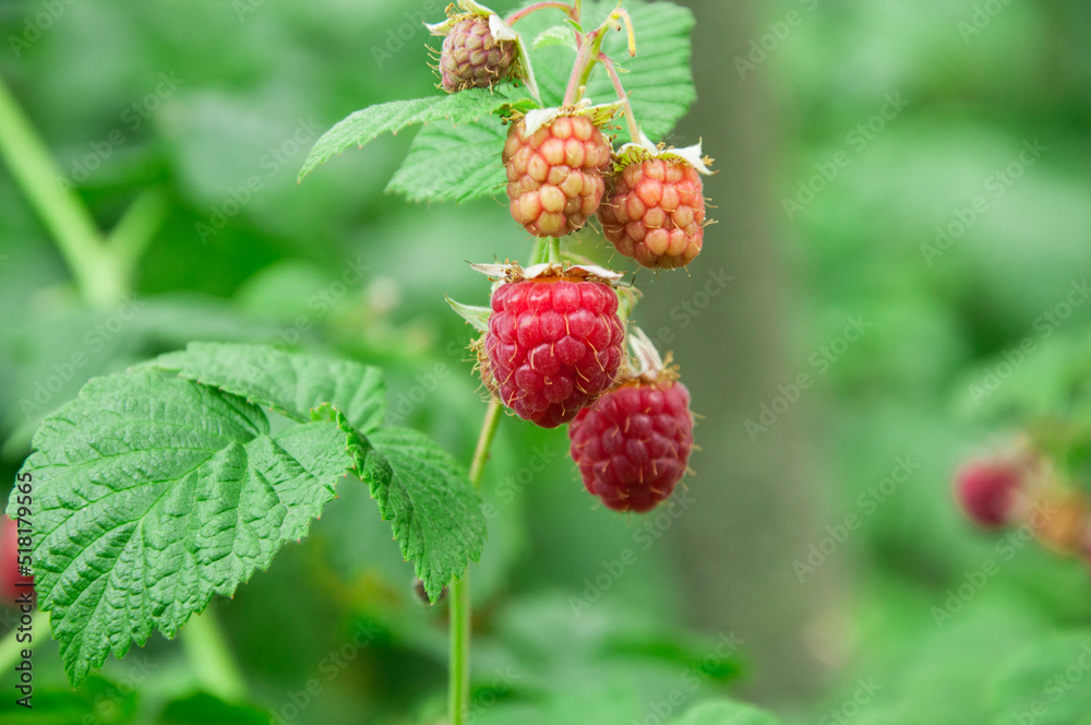 raspberry on a green bush. juicy red berry in the garden. the concept of growing raspberries. raspberry on a green bush. juicy red berry in the garden. the concept of growing raspberries.