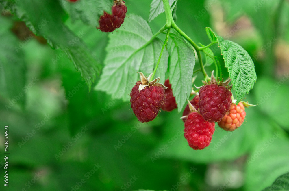 raspberry on a green bush. juicy red berry in the garden. the concept of growing raspberries.