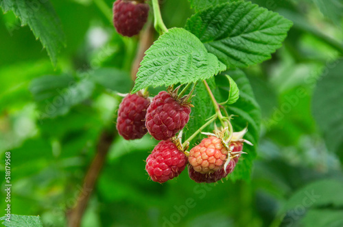 raspberry on a green bush. juicy red berry in the garden. the concept of growing raspberries.