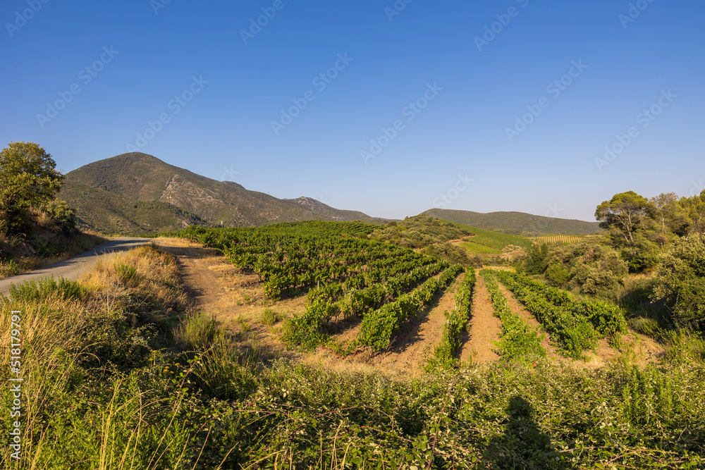 Vue lors d'une fin de journée estivale sur les coteaux de vignes de Saint-Chinian à Roquebrun Vue lors d'une fin de journée estivale sur les coteaux de vignes de Saint-Chinian à Roquebrun