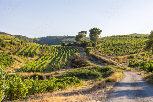 Photos Vue lors d'une fin de journée estivale sur les coteaux de vignes de Saint-Chinia