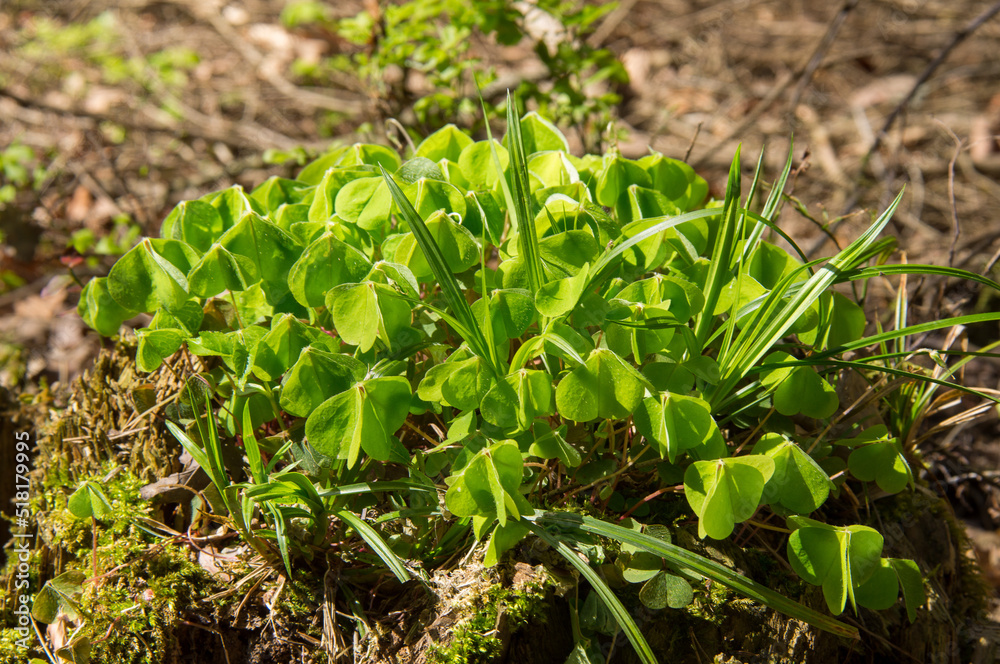 Klee (Trifolium) Klee (Trifolium)
