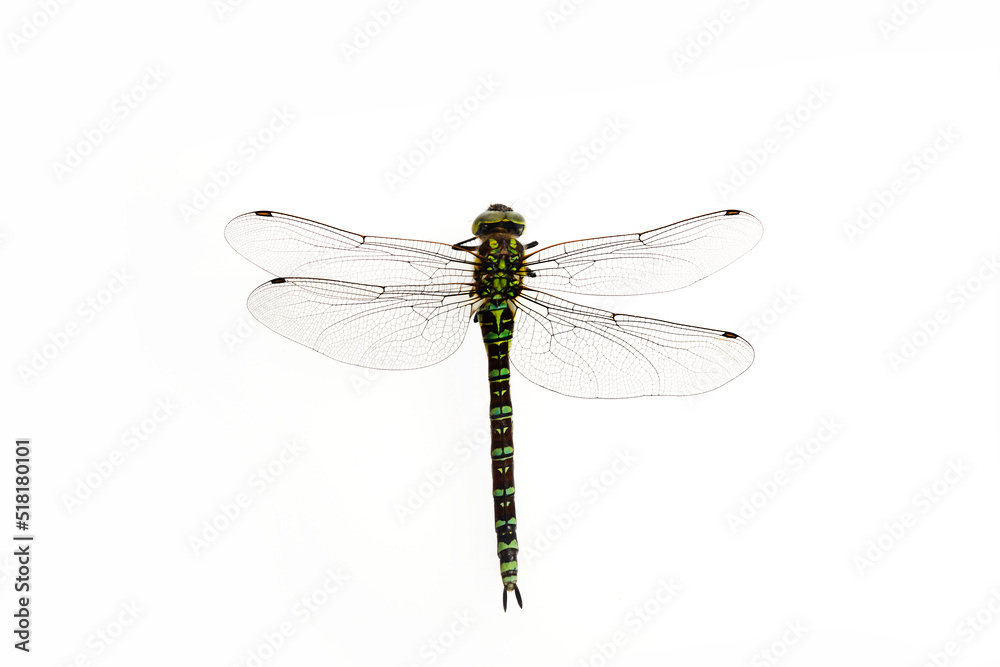 Green Snaketail dragonfly on a white background.