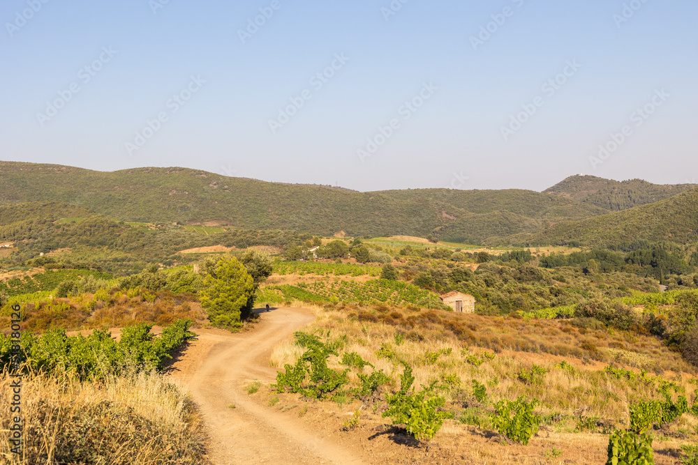 Vue lors d'une fin de journée estivale sur les coteaux de vignes de Saint-Chinian à Roquebrun