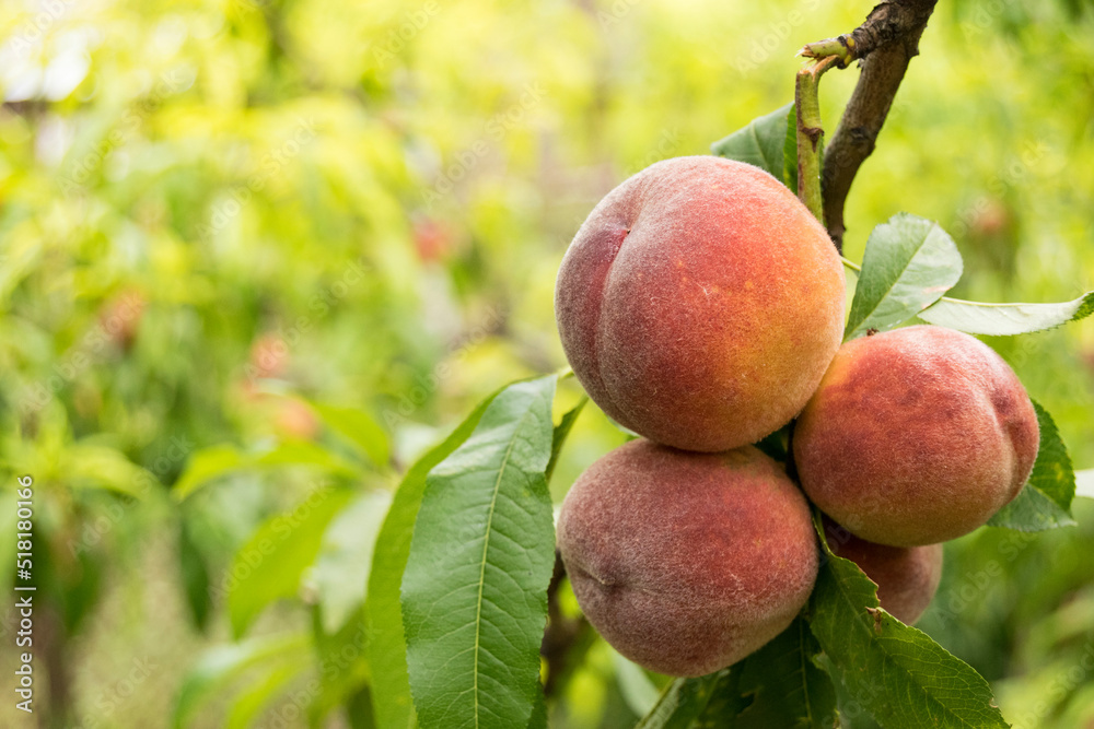 Peaches grow on the tree. Fruits are fresh, juicy, mature. Summer season, closeup. Peaches grow on the tree. Fruits are fresh, juicy, mature. Summer season, closeup.