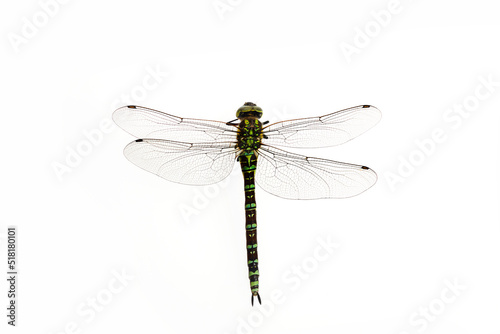 Green Snaketail dragonfly on a white background.