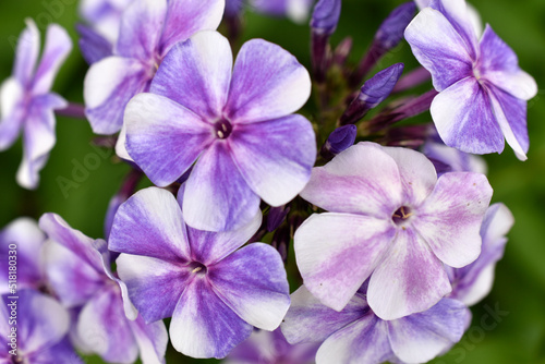 Purple-white flowers of Phlox paniculata Phlox paniculata close-up. Small purple flowers.