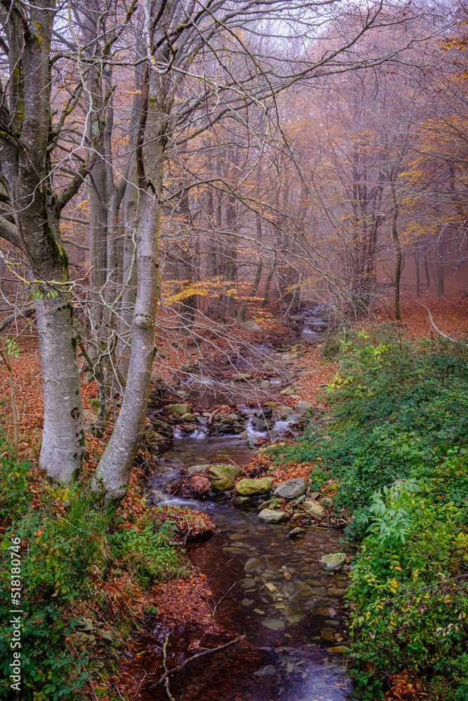 Beech forest in autumn in Montseny mountain, in Catalonia (Spain)