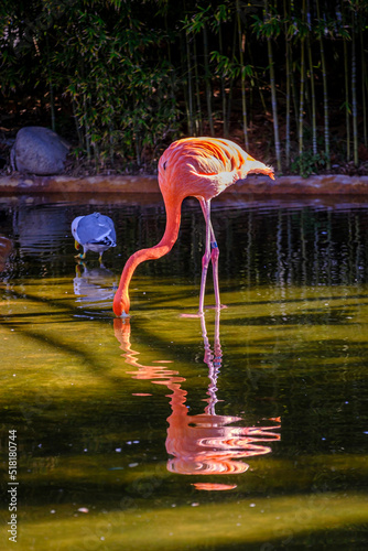 Detail of a flamingo drinking in a pond in a zoo, genus of neognathous birds of the Phoenicopteridae family. photo