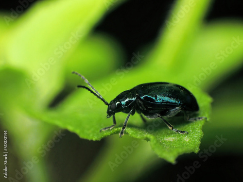 close-up of bug on leaf © Indra