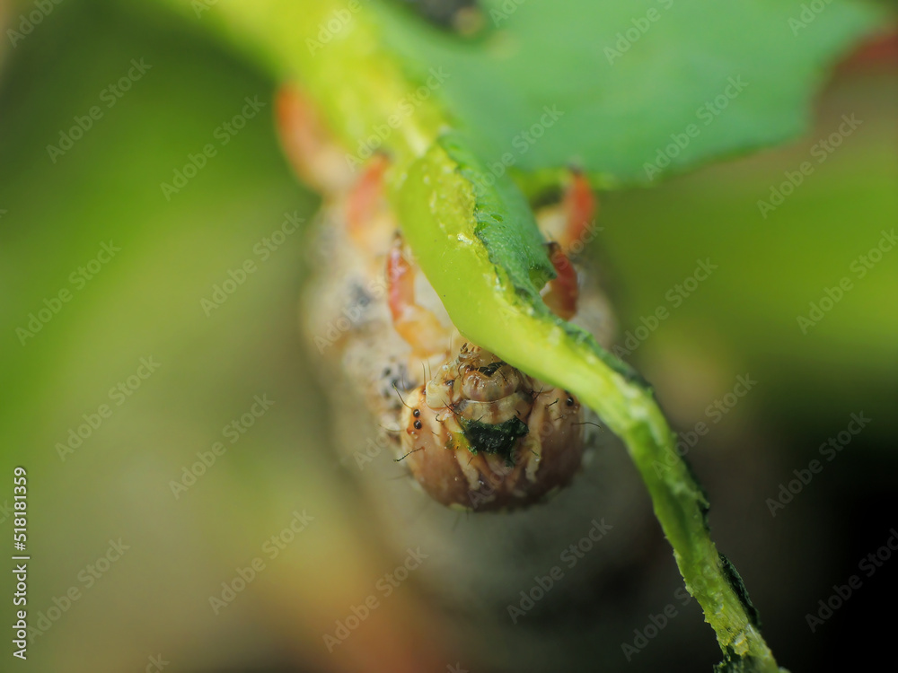 close-up of caterpillar on leaf close-up of caterpillar on leaf
