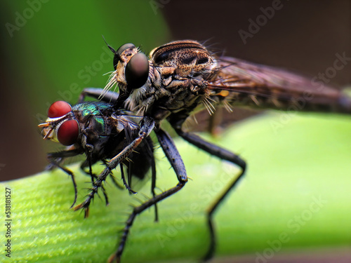 close-up of robber fly caught a fly