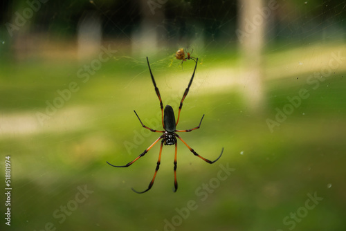 Seychelles palm spider on web and green background