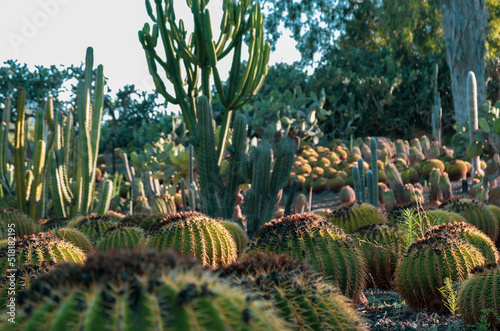 aloe vera plantation