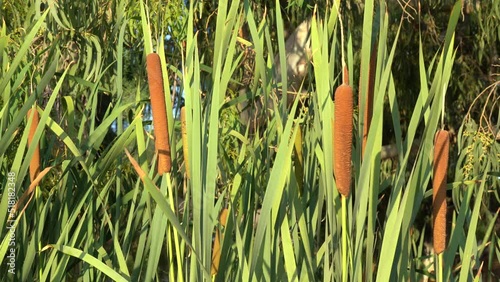 Typha domingensis, swamp grass, Narrow Leaf Cattail photo