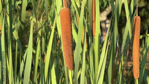 Typha domingensis, swamp grass, Narrow Leaf Cattail photo