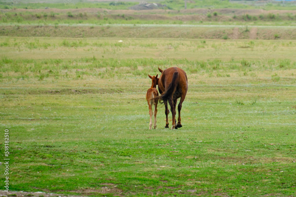 Foal and mare walking lawn, huddled together. Foal and mare walking lawn, huddled together.