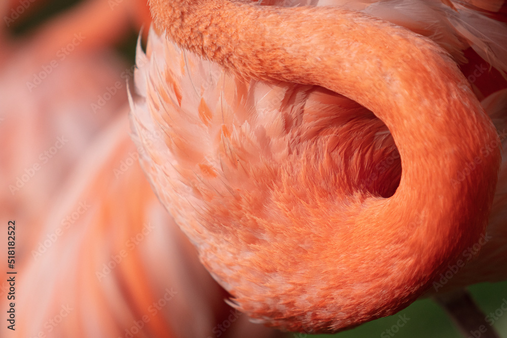 Flamingi w Zoo Ostrava