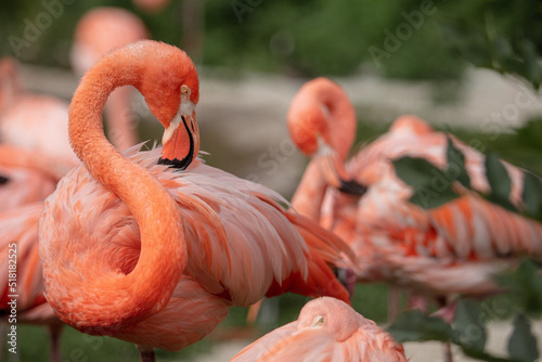 Flamingi w Zoo Ostrava