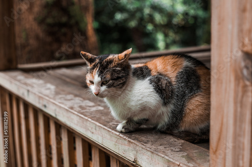 Tricolor domestic homeless cat sitting near the wooden house with green background