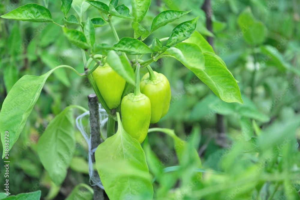 green unripe peppers ripen and grow in a greenhouse on a farm