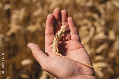 Farmer's hands touch young wheat. Farmer's hands close-up. The concept of planting and harvesting a rich harvest. Rural landscape. © Анастасія Стягайло