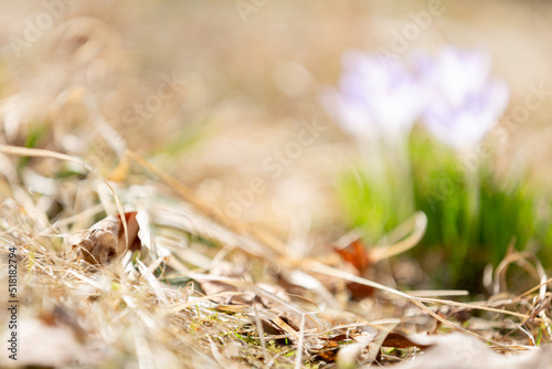 Dry grass in early spring with blurred flowers in the background
