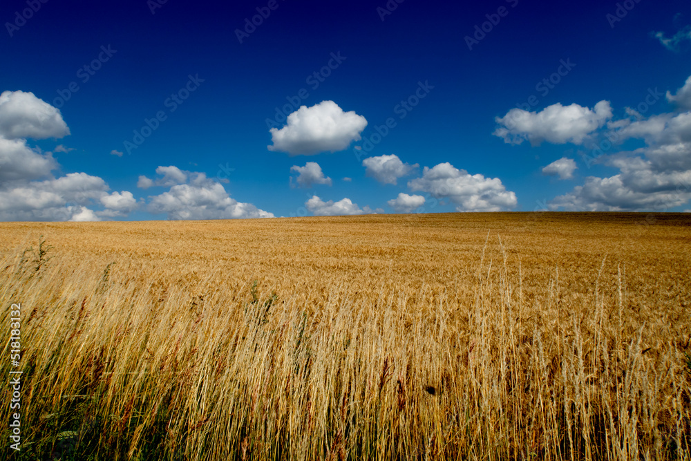 View with field of cereals and blue sky.
