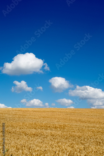 View with field of cereals and blue sky.