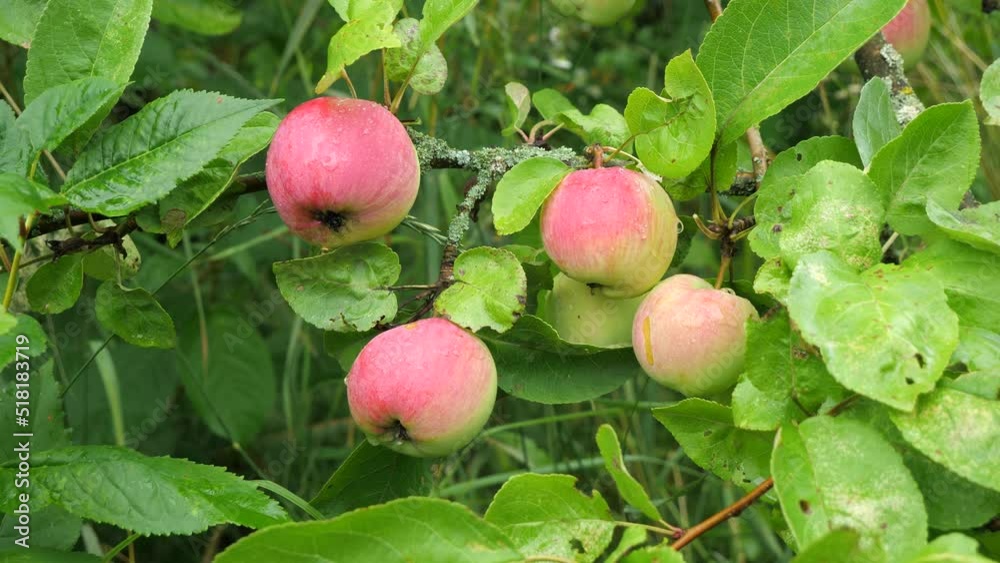 Morning in the garden. Dew on an apple.
A triple dew formed on ripening apples. Feeling of freshness and purity in nature.
Morning in the garden. Dew on an apple.
A triple dew formed on ripening apples. Feeling of freshness and purity in nature.