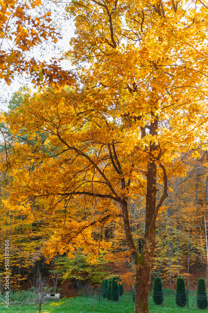 Beautiful autumn landscape with yellow trees, green fir trees. Colorful foliage in the park. Autumn season concept